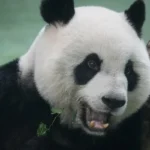 Panda master: Guide, Tips, Updates, and What Players Should Know