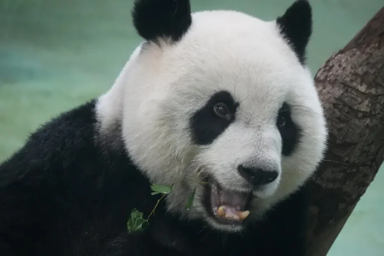 Panda master: Guide, Tips, Updates, and What Players Should Know